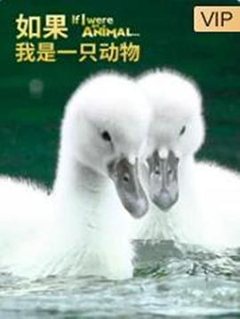 如果我是一只动物第6集